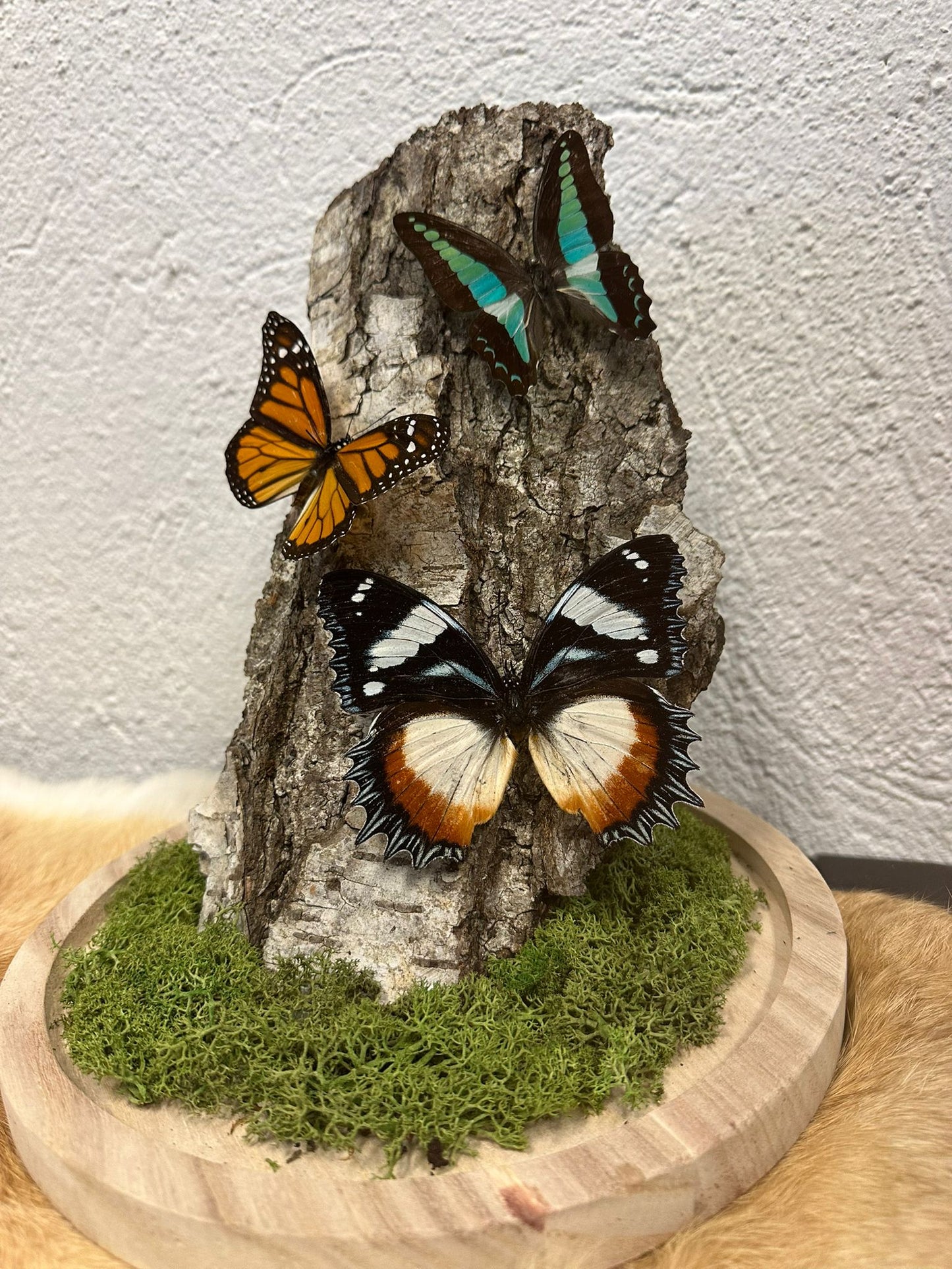 Vlinder stolp op maat