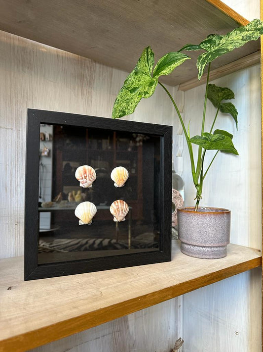 4 gouden schelpen in lijst