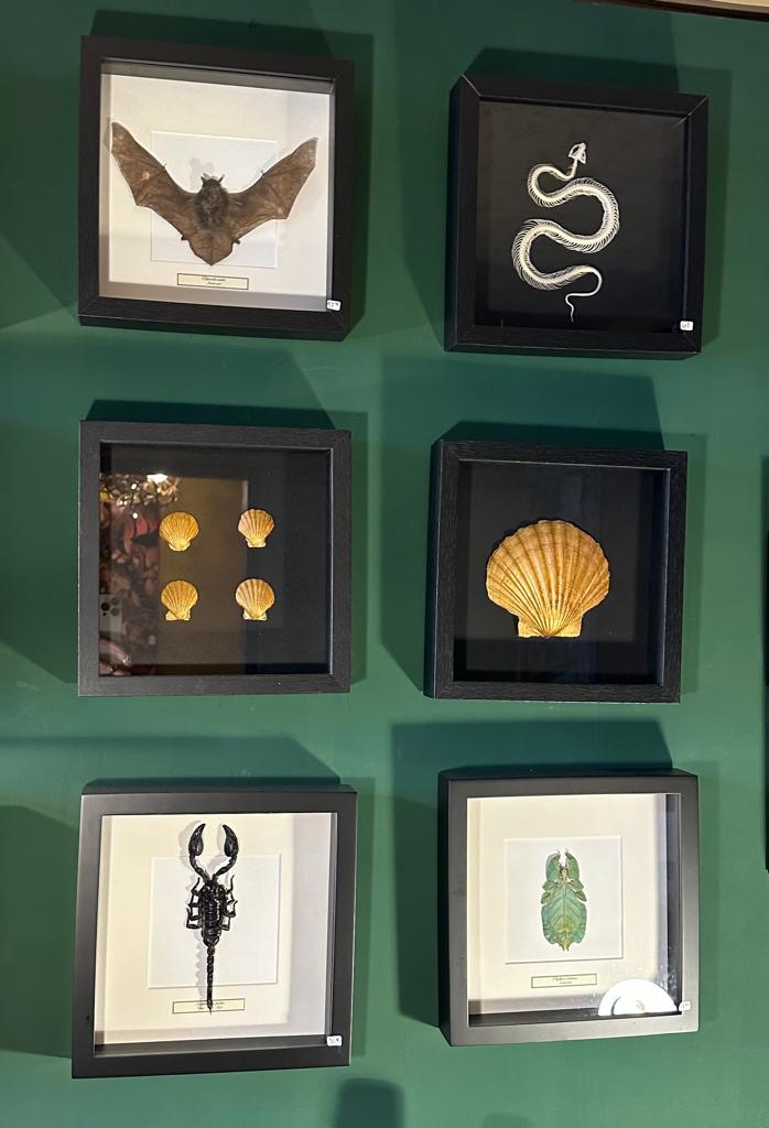 Gouden schelpen in lijst