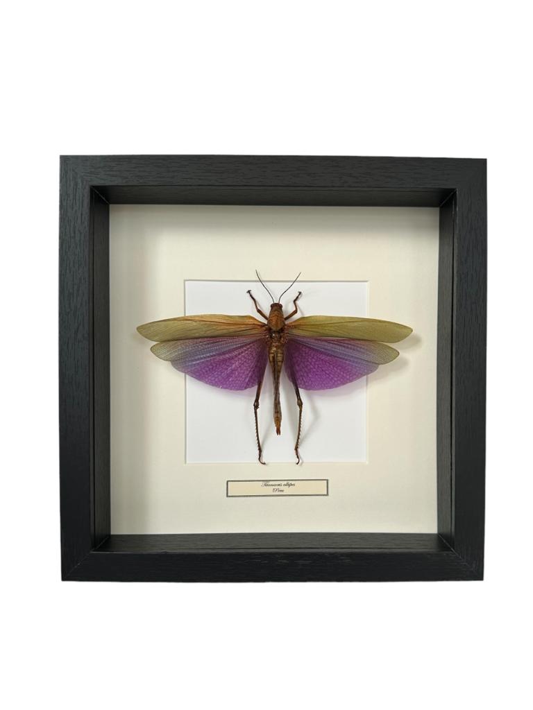 Opgezette Titanacris albipes in lijst