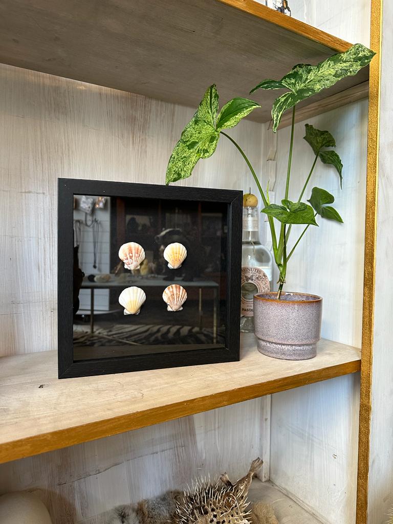 Gouden schelpen in lijst