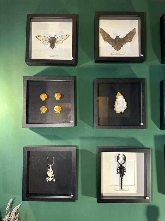 Opgezette Titanacris albipes in lijst