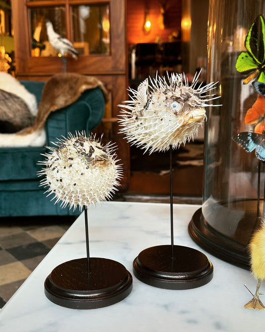 Egelvis op sokkel - M