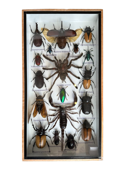 Insecten box groot - Mix van verschillende insecten.