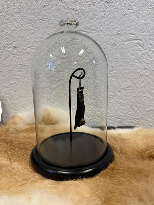 Opgezette vleermuis in stolp hangend