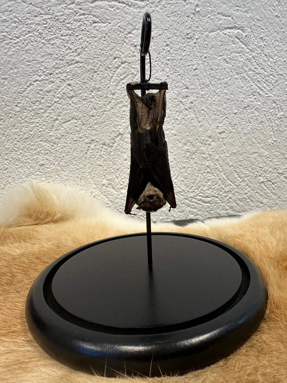 Opgezette vleermuis in stolp hangend