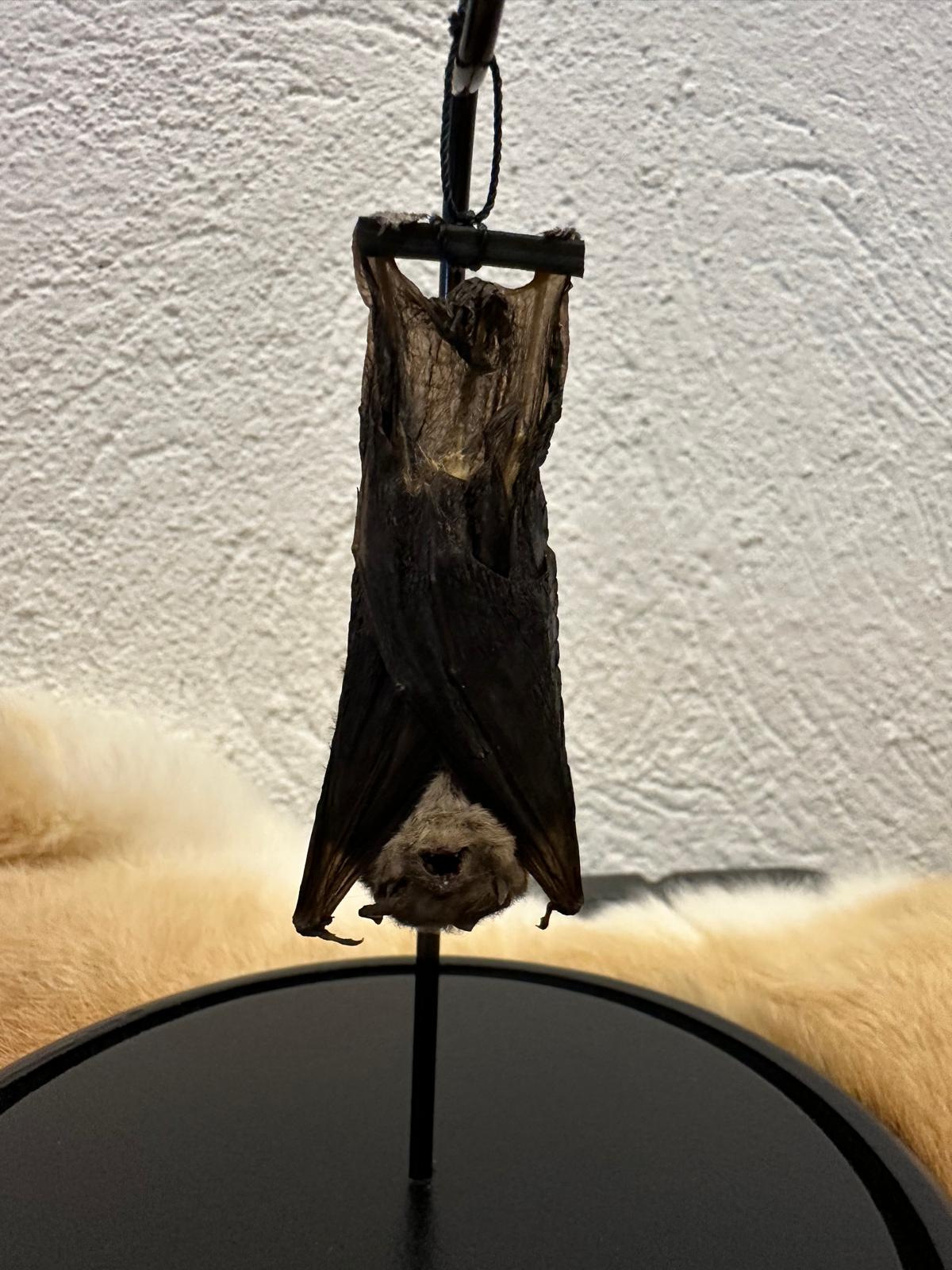 Opgezette vleermuis in stolp hangend