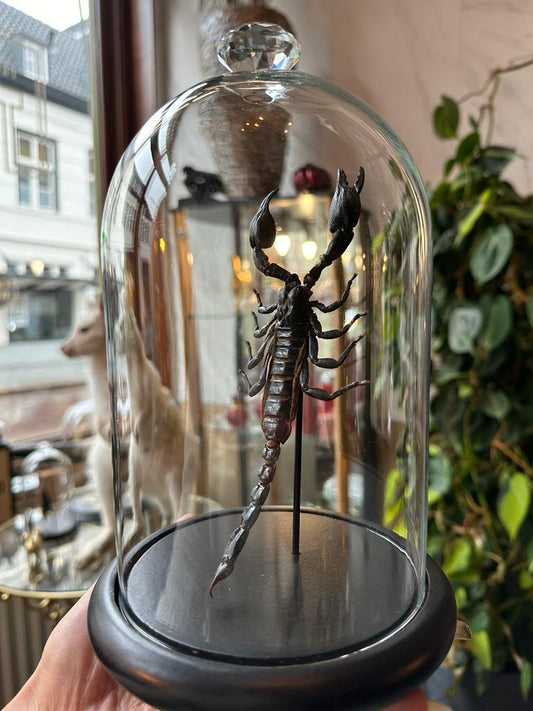 Opgezette schorpioen in stolp