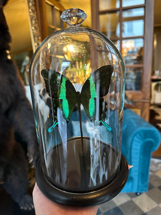 Opgezette Papilio blumei in stolp