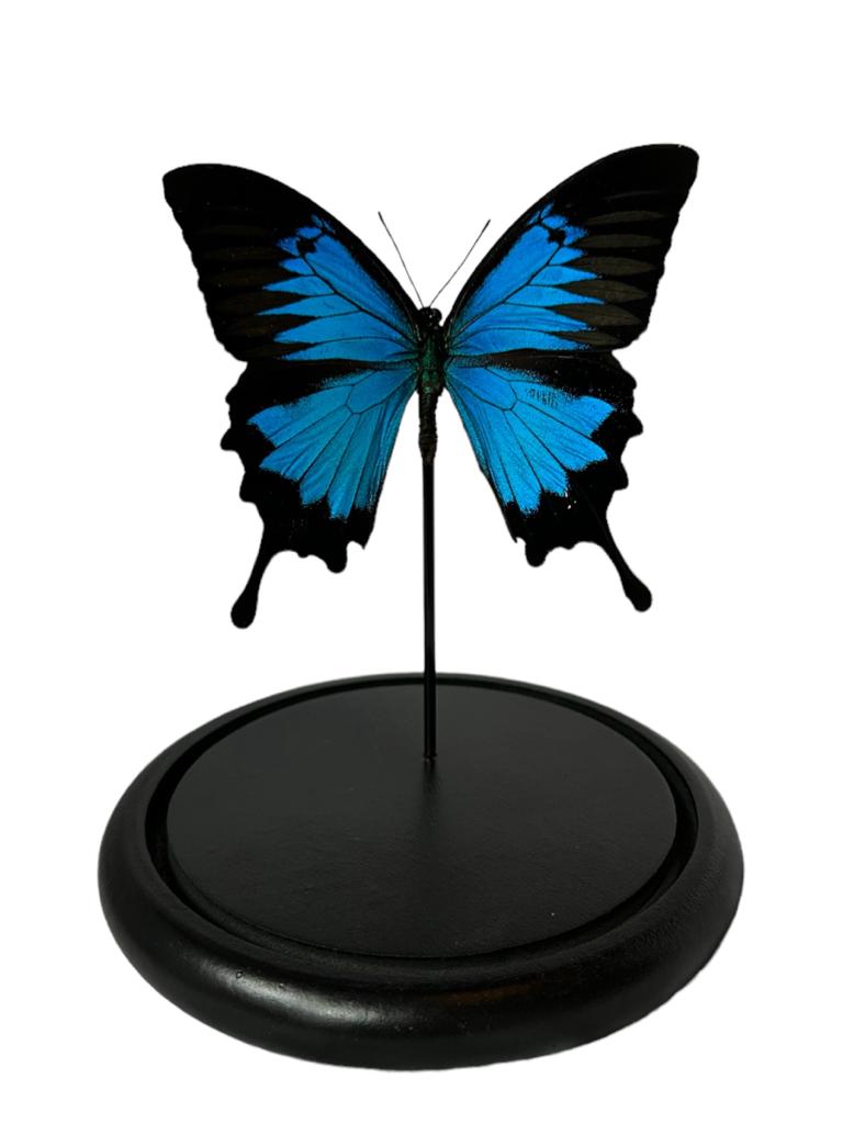 Opgezette Papilio ulysses in stolp