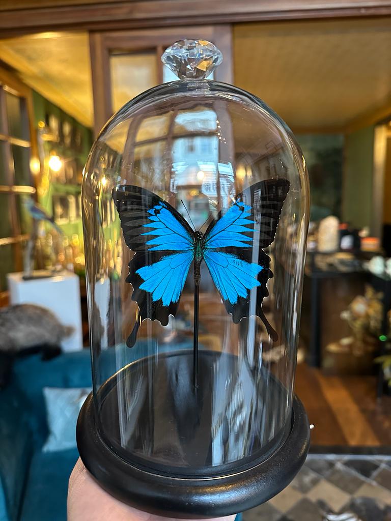 Opgezette Papilio ulysses in stolp