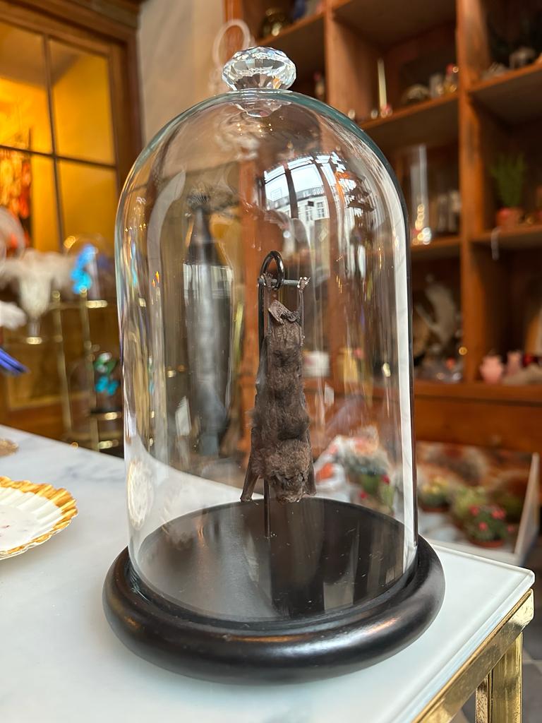 Opgezette vleermuis in stolp hangend