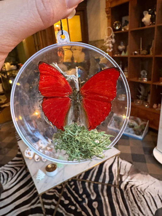 Vlinder Kerstbal - Cymothoe sangaris