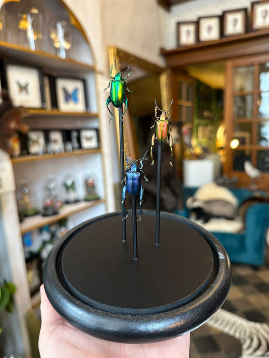 Sagra longicollis stolp - blauw, groen, rood