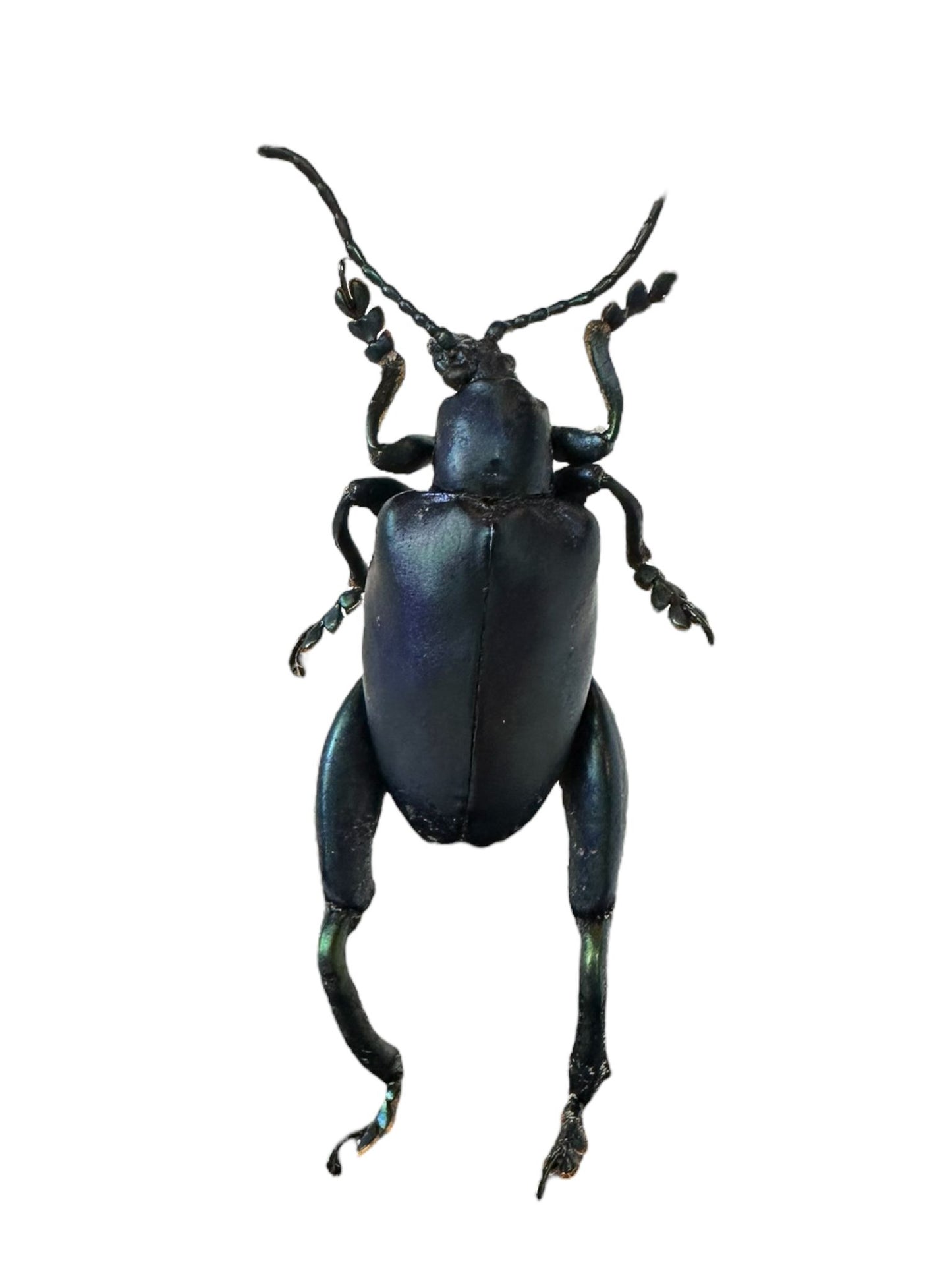 Sagra longicollis stolp - blauw, groen, rood