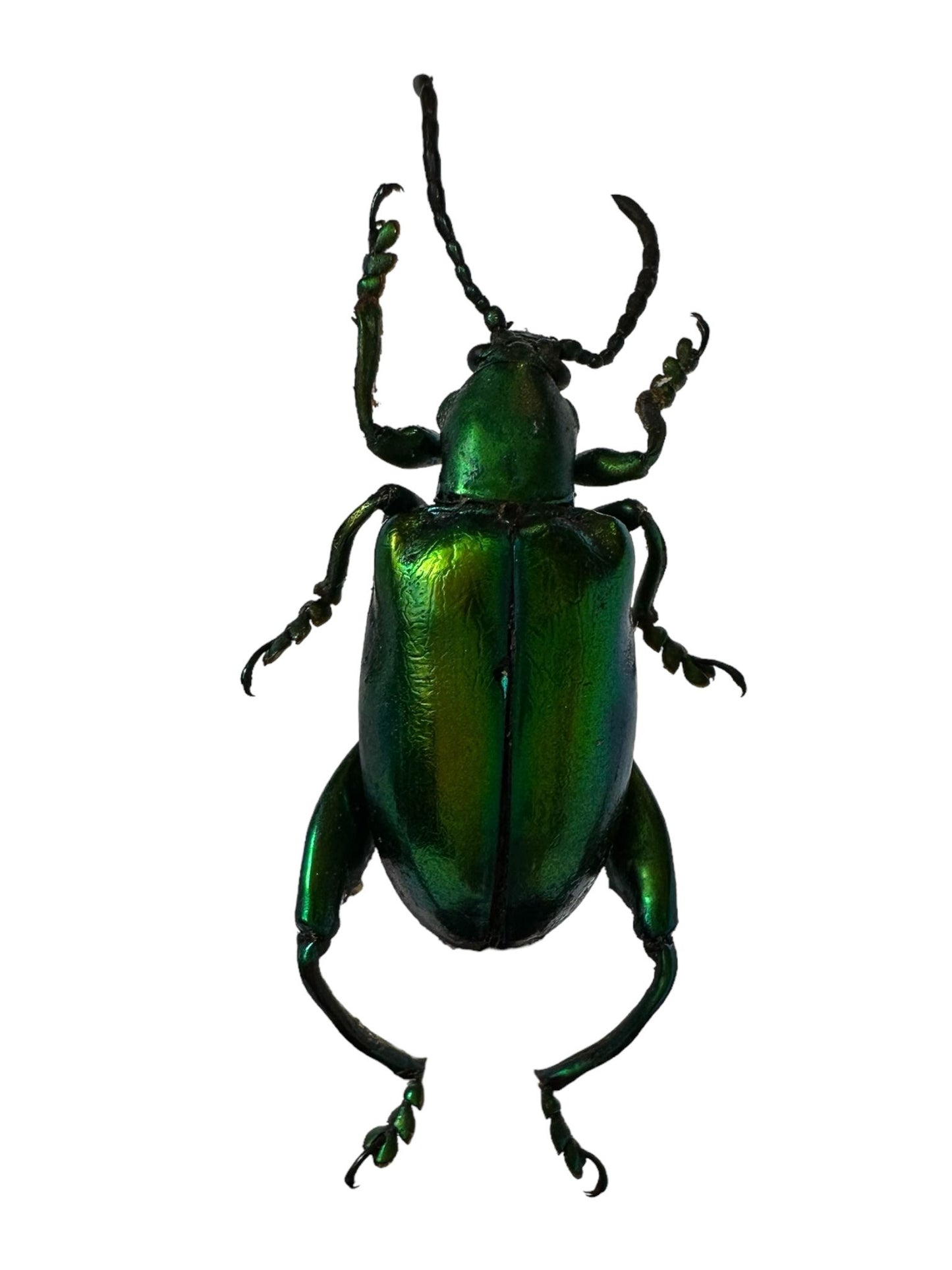 Sagra longicollis stolp - blauw, groen, rood