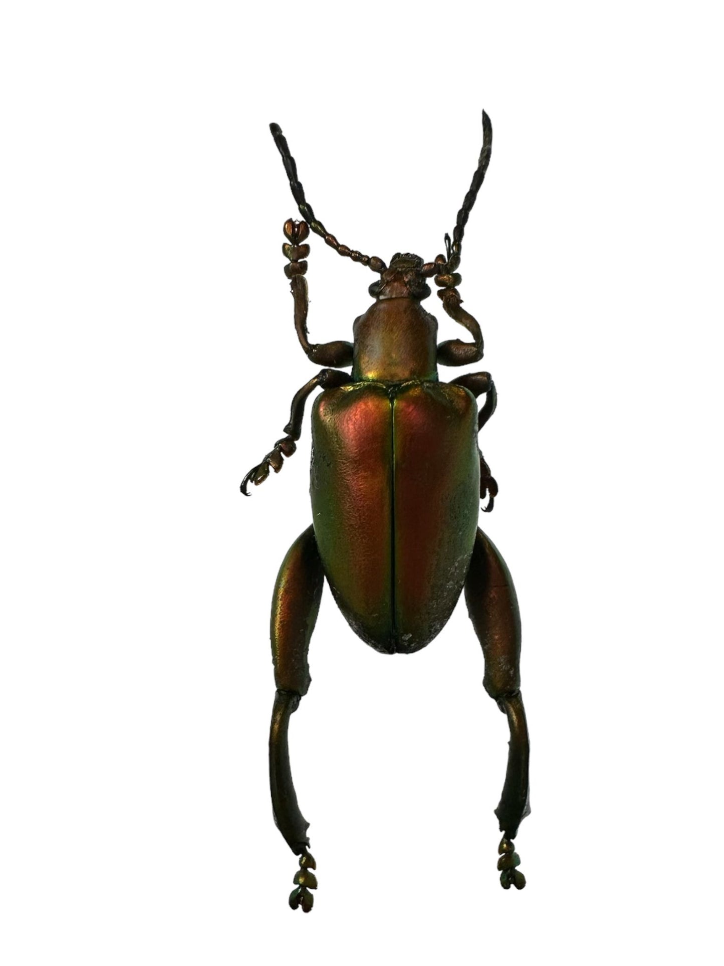 Sagra longicollis stolp - blauw, groen, rood
