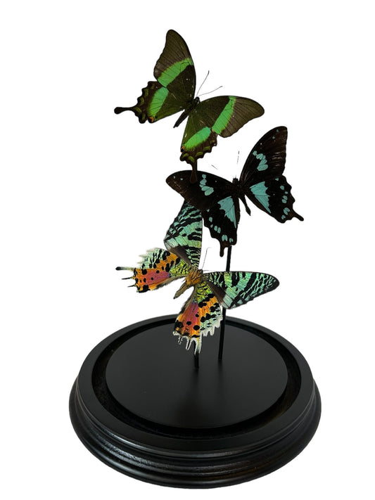 Vlinder stolp - 3 vlinders