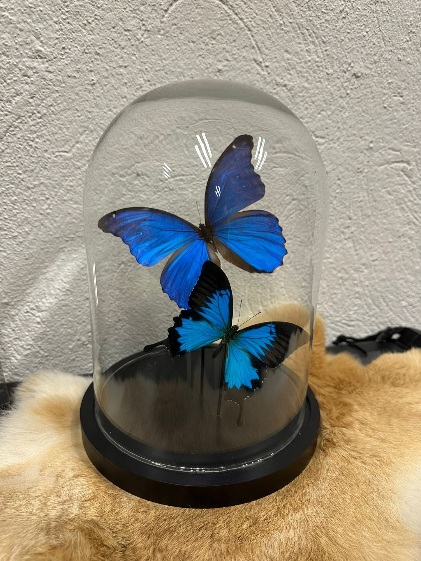 Vlinder stolp op maat - Morpho didius - Papilio ulysus