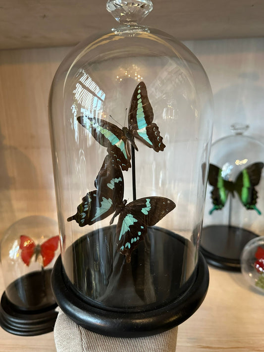 Vlinder stolp - blauw en graphium sarpadon Mijn Pronkstuk