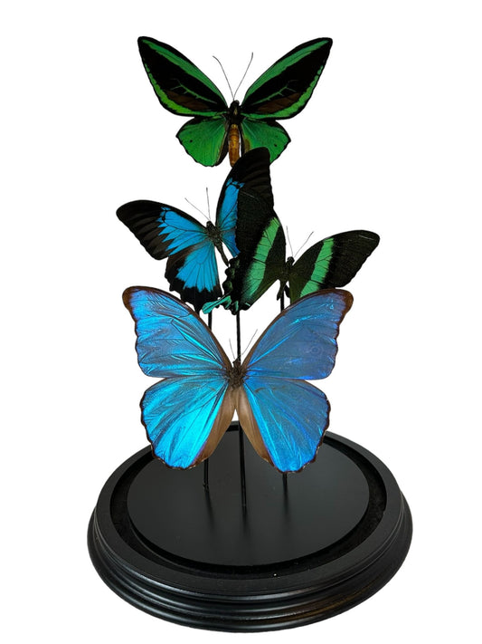 Vlinder stolp - groen blauw