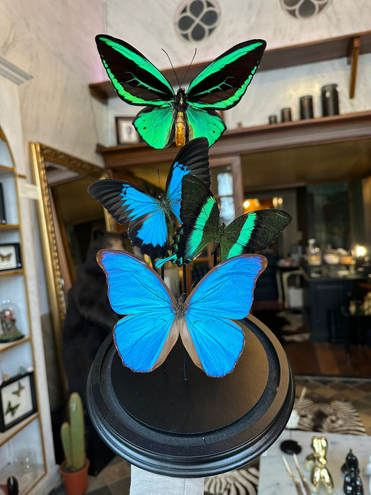 Vlinder stolp - groen blauw