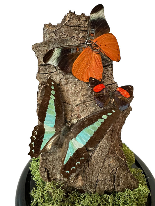 Natuurlijke vlinderstolp - met 3 vlinders
