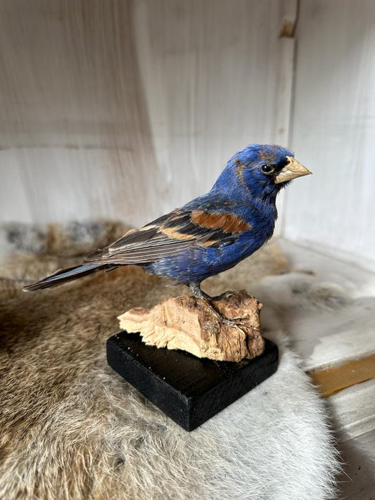 Opgezette Blauwe bisschop