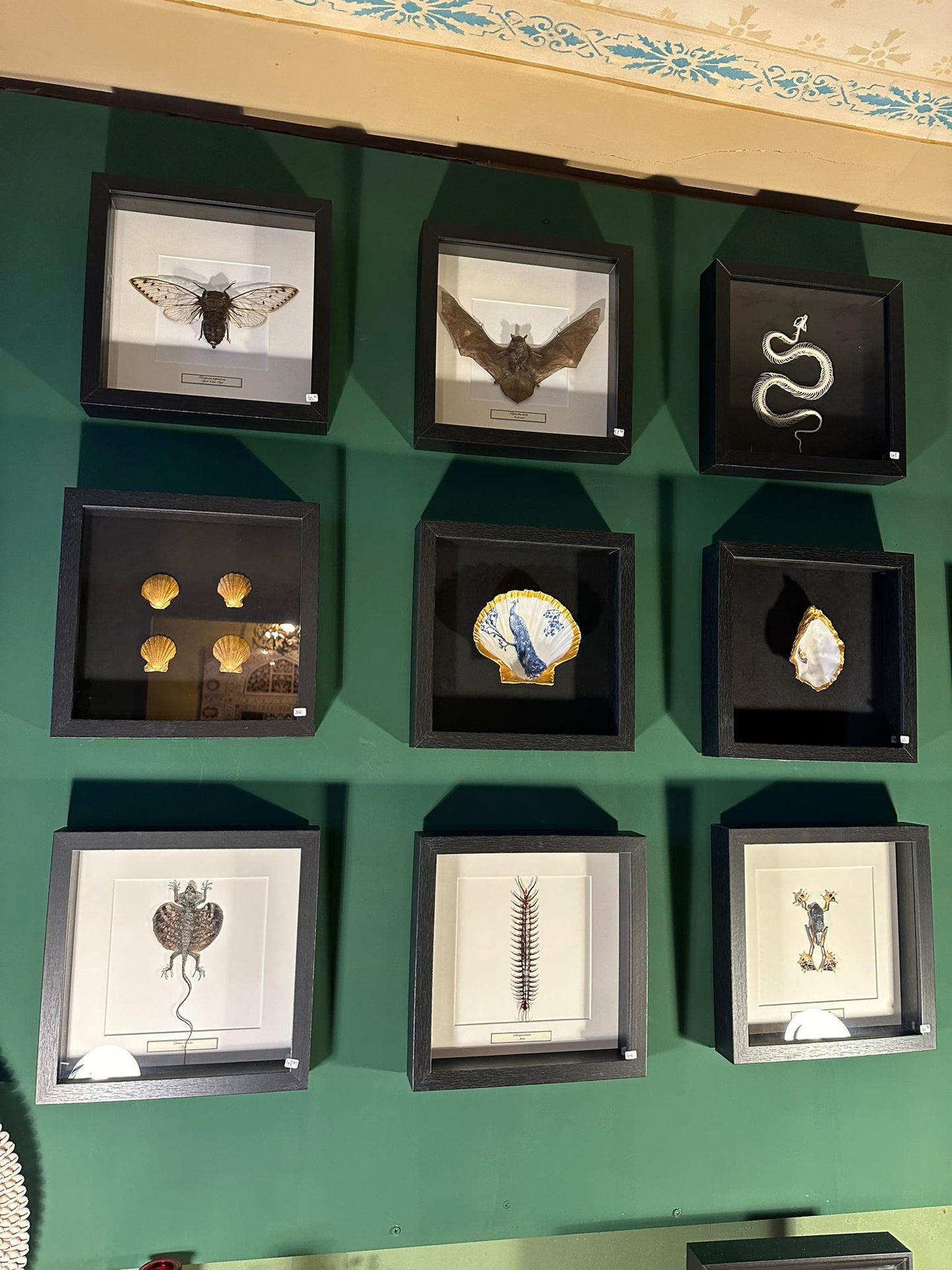 Sint-jacobsschelp met vlinders 2x - ingelijst wit achtergrond