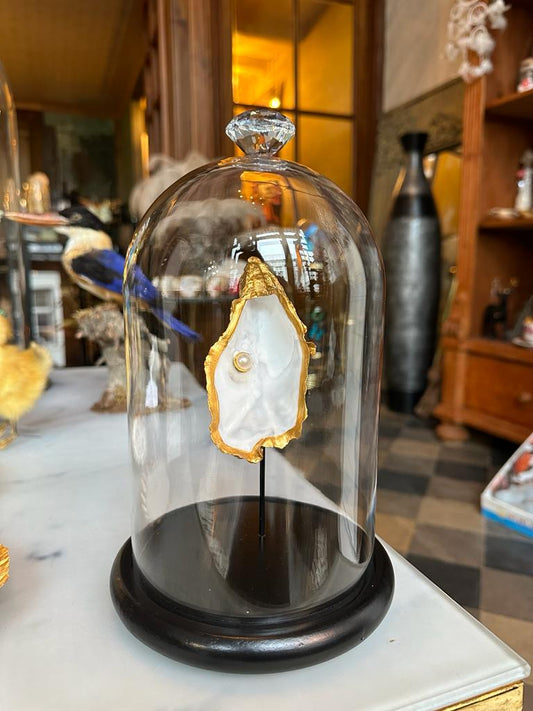 Gouden oester met parel in stolp