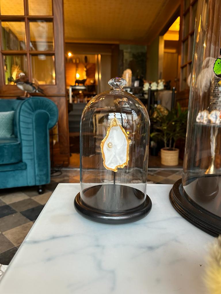 Gouden oester met parel in stolp