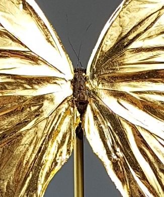 24-karaats gouden Morpho didius