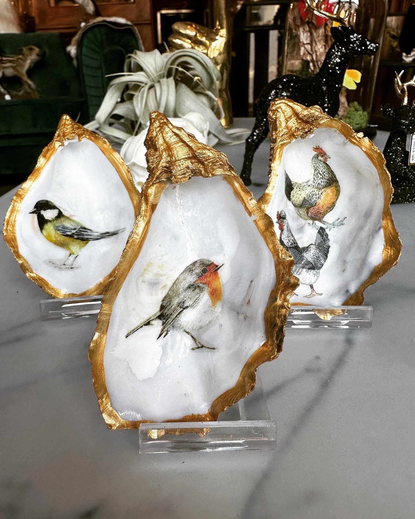 Gouden oester - Roodborst