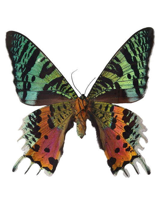 Urania Ripheus in lijst