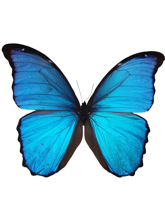 Morpho Didius in lijst