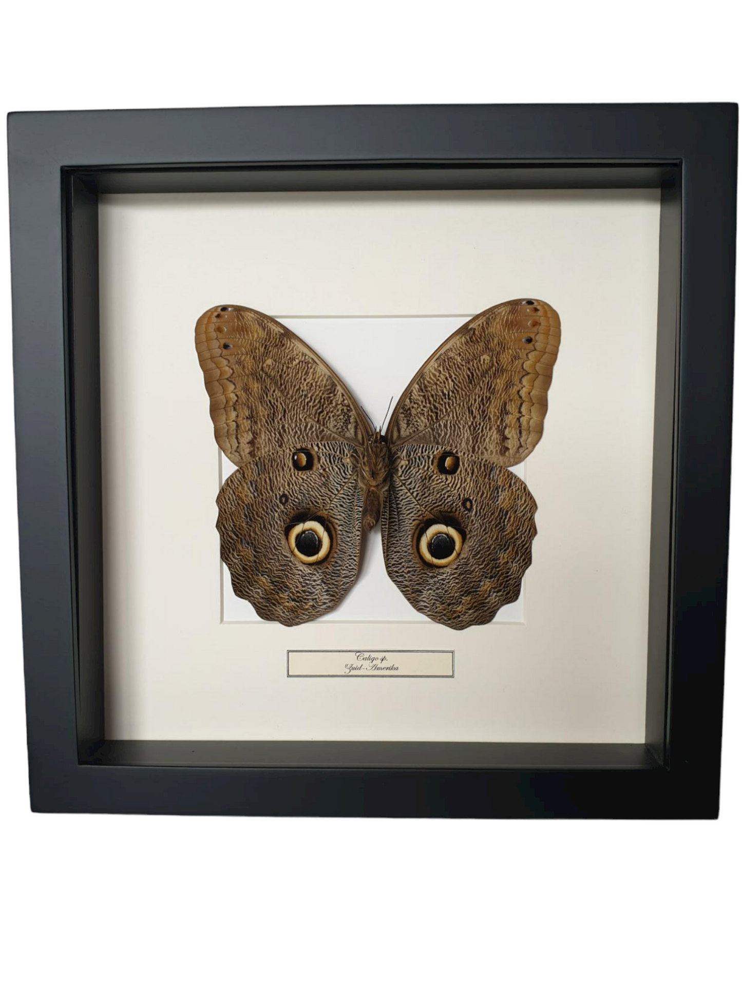 Caligo sp. in lijst.
