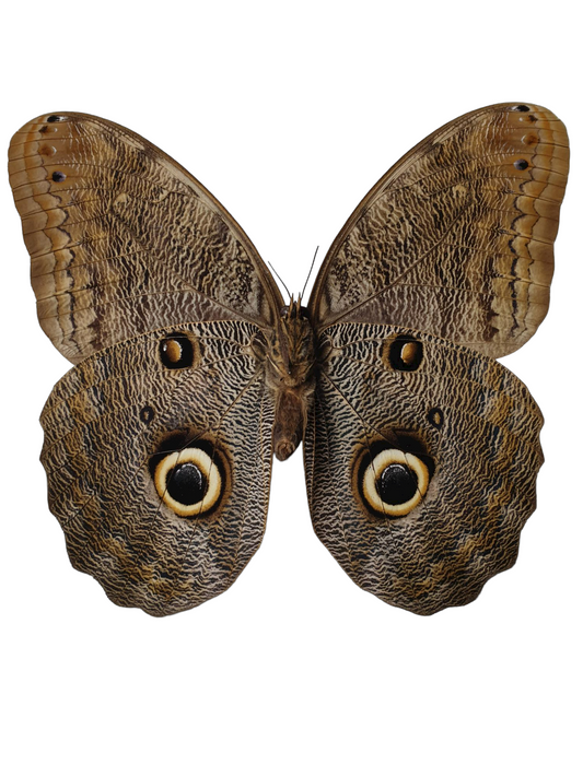 Caligo sp. in lijst.