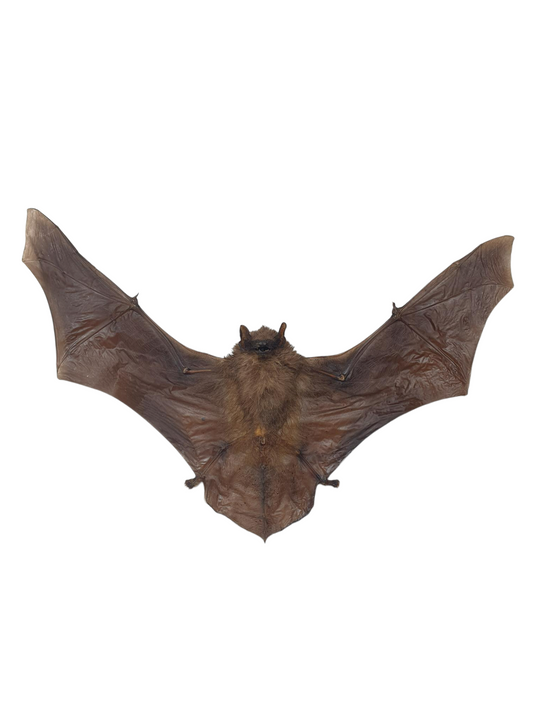 Opgezette vleermuis in lijst