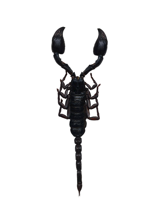 Opgezette schorpioen in lijst.