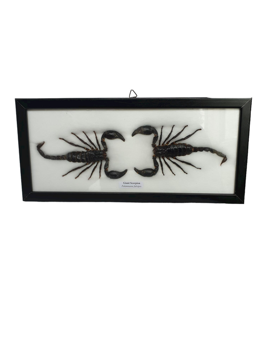 Twee schorpioenen in lijst