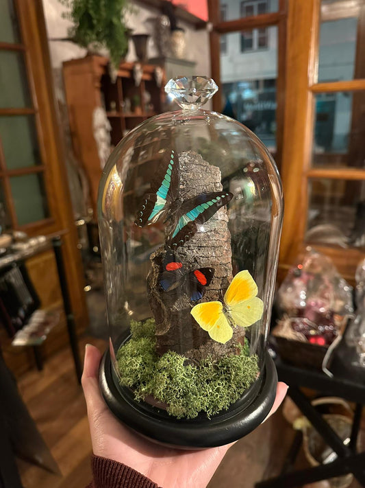 Stolp met opgezette vlinders - Graphium sarpedon, Callicore hystapes, Gonepteryx cleopatra