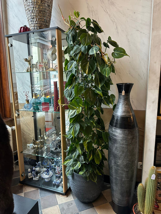 Philodendron scandens brasil