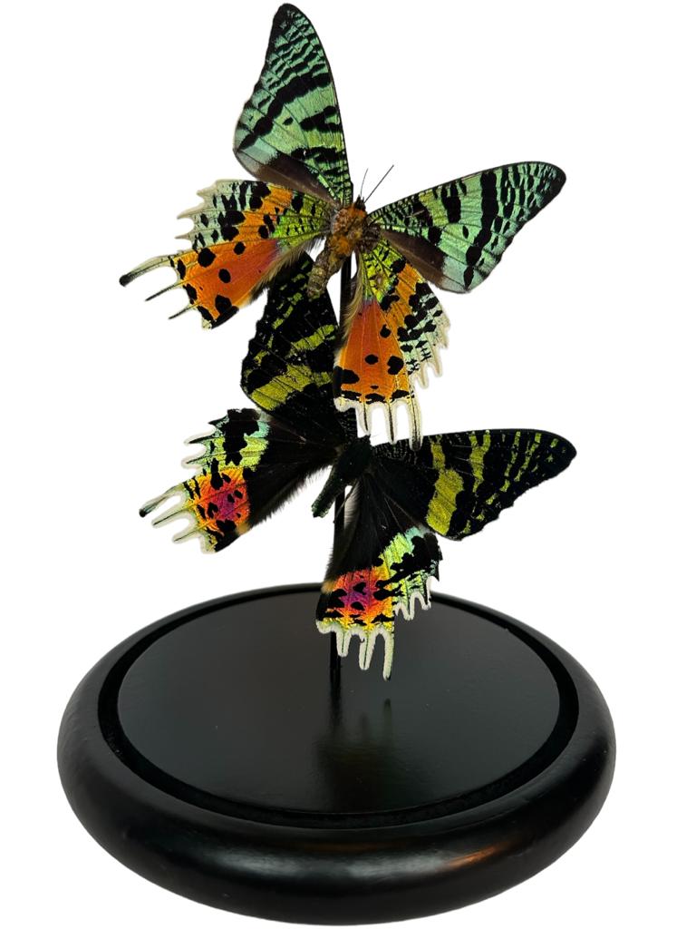 Stolp met opgezette vlinders - Urania ripheus 2x