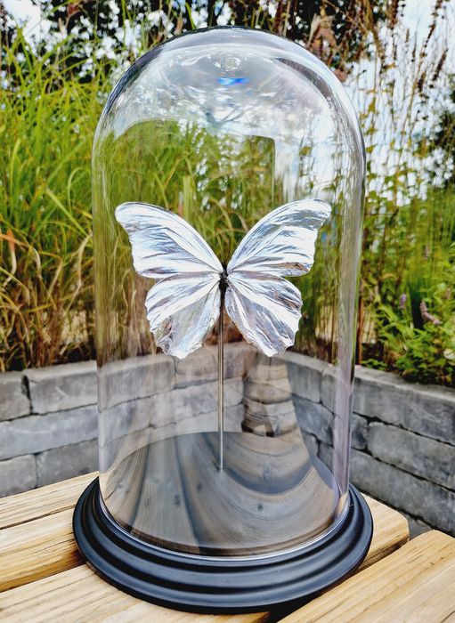 Zilveren vlinder Morpho Didius