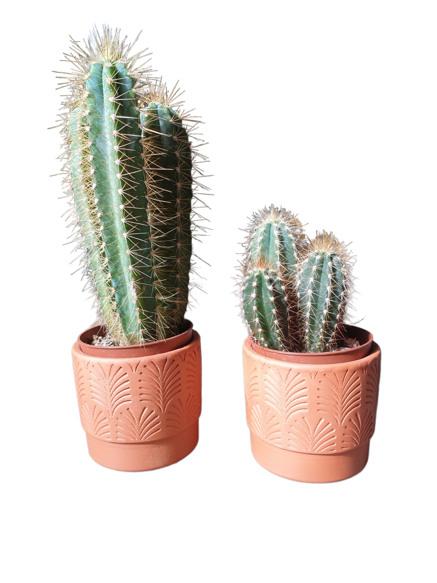 Terracotta pot