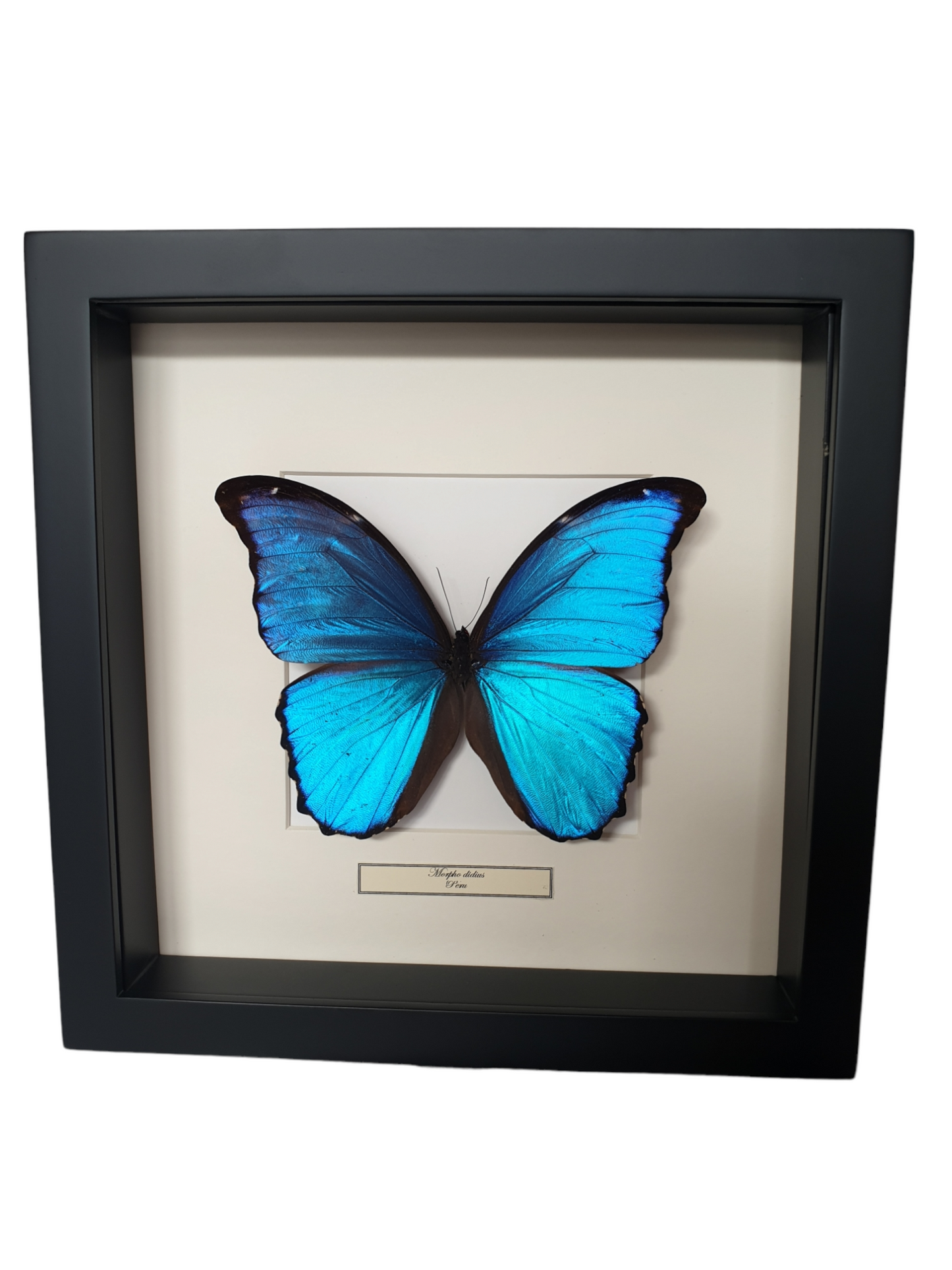 Morpho Didius in lijst