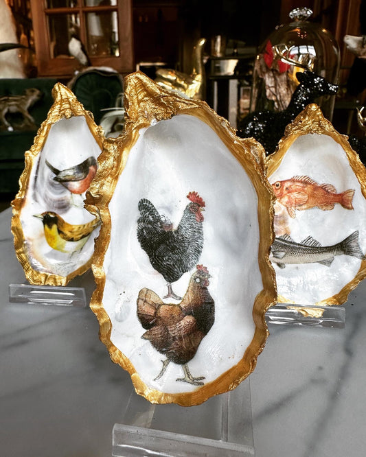 Gouden oester - Haan en kip