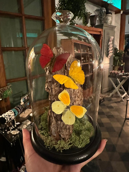 Stolp met opgezette vlinders - Cymothoe sangaris, Phoebis argante, Gonepteryx cleopatra