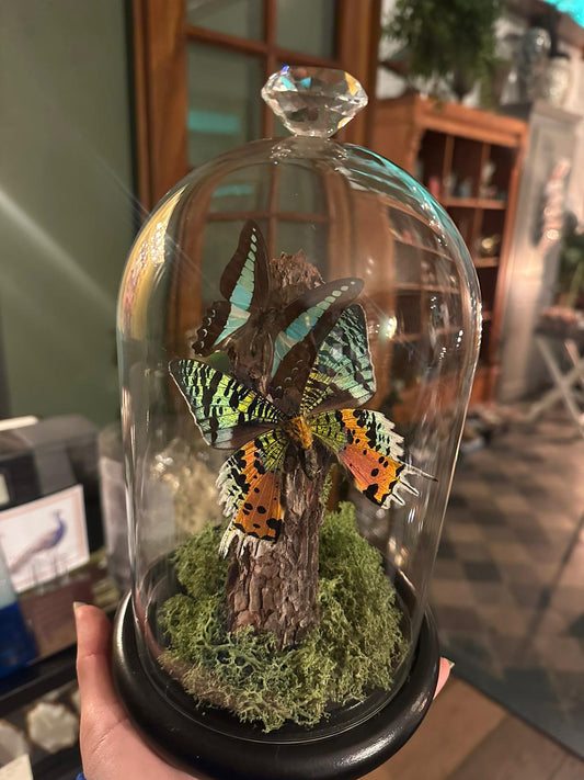 Stolp met opgezette vlinders - Graphium sarpedon, Urania ripheus