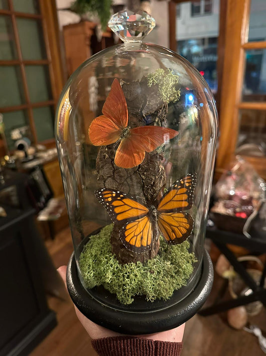 Stolp met opgezette vlinders - Danaus plexippus, Appias nero